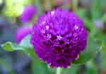 Image result for "tuscaretta Globosa". Size: 150 x 104. Source: www.plantasonya.com.br