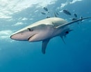 Image result for blauwe haai. Size: 131 x 104. Source: www.dierenfun.com
