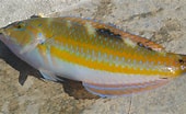 Afbeeldingsresultaten voor Halichoeres radiatus Dieet. Grootte: 170 x 104. Bron: www.fishbiosystem.ru