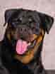 Image result for Rottweiler. Size: 78 x 104. Source: www.pawmaw.com
