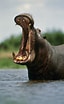 Image result for "hippopodius Hippopus". Size: 64 x 104. Source: pixels.com