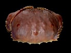 Afbeeldingsresultaten voor Calappa sulcata Stam. Grootte: 139 x 104. Bron: www.pinterest.com