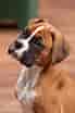 Bildresultat för Boxer Dog. Storlek: 69 x 104. Källa: www.pinterest.co.uk