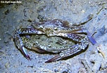 Image result for Portunus pelagicus Geslacht. Size: 152 x 104. Source: underwaterkwaj.com