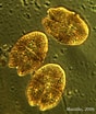 Image result for "gymnodinium Sanguineum". Size: 88 x 104. Source: pixelrz.com