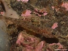 Image result for "pomatoschistus Knerii". Size: 138 x 104. Source: reeflifesurvey.com