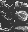 Image result for Stegocephaloides Christianiensis Stam. Size: 90 x 104. Source: www.researchgate.net