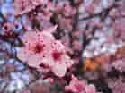mida de Resultat d'imatges per a cerezos en flor Sakura.: 139 x 104. Font: www.pinterest.com.mx