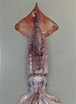 Afbeeldingsresultaten voor Eucleoteuthis luminosa Stam. Grootte: 76 x 104. Bron: www.zukan-bouz.com