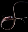 Image result for Nemichthys curvirostris Anatomie. Size: 92 x 104. Source: www.maxisciences.com