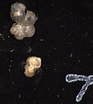 Afbeeldingsresultaten voor "hastigerina Pelagica". Grootte: 93 x 104. Bron: www.foraminifera.eu