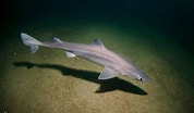 Image result for "squalus Melanurus". Size: 178 x 104. Source: www.gillsclub.org