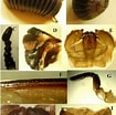 Afbeeldingsresultaten voor "atlanticella Craspedota". Grootte: 105 x 104. Bron: www.researchgate.net