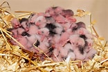 Image result for Hamster Geslacht. Size: 156 x 104. Source: infoanimales.net