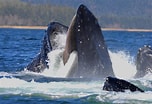Image result for Baleen Whale. Size: 152 x 104. Source: www.si.edu