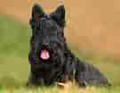 Image result for Skotsk terrier Frisure. Size: 135 x 104. Source: www.omlet.se