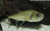 Image result for "procerus Armatus". Size: 164 x 104. Source: www.aquascapeonline.com