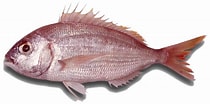 Image result for "pagellus Bellottii". Size: 210 x 104. Source: fishsources.com