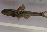 Image result for "lampanyctus Crocodilus". Size: 155 x 104. Source: www.techno-science.net