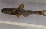 Image result for "lampanyctus Crocodilus". Size: 161 x 104. Source: www.techno-science.net