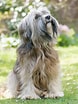 Bilderesultat for Tibetansk Terrier. Størrelse: 78 x 104. Kilde: www.omlet.se