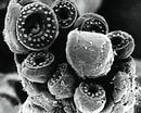 Afbeeldingsresultaten voor Eucleoteuthis luminosa Stam. Grootte: 130 x 104. Bron: tolweb.org