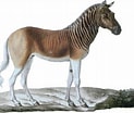 Image result for "halaelurus Quagga". Size: 123 x 104. Source: dinopedia.wikia.com