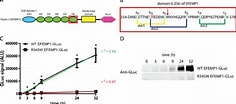 Image result for "gaussia Asymmetrica". Size: 236 x 104. Source: www.researchgate.net