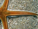 Image result for "amphithyrus Bispinosus". Size: 135 x 104. Source: www.marinespecies.org