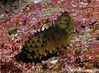 Image result for "holothuria Coluber". Size: 141 x 104. Source: reeflifesurvey.com