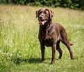 Image result for Labrador Retriever Hundetype. Size: 121 x 104. Source: 101dogbreeds.com