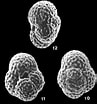 Image result for "globoturborotalita Rubescens". Size: 97 x 104. Source: foraminifera.eu