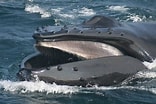 Image result for Baleen Whale. Size: 156 x 104. Source: au.whales.org