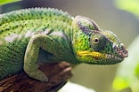 Image result for Chameleon Profile. Size: 156 x 104. Source: www.wallpaperflare.com