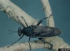 Afbeeldingsresultaten voor "euaugaptilus Clavatus". Grootte: 144 x 104. Bron: www.insectimages.org