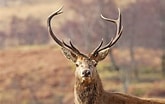 Image result for Red Deer Male. Size: 165 x 104. Source: www.spotlight-images.co.uk