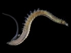 Image result for "pygospio Elegans". Size: 139 x 104. Source: www.aphotomarine.com