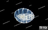 Image result for "labidoplax Digitata". Size: 167 x 104. Source: www.agefotostock.com
