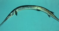 Afbeeldingsresultaten voor "tylosurus Crocodilus". Grootte: 199 x 104. Bron: ncfishes.com