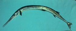 Image result for "tylosurus Crocodilus". Size: 249 x 104. Source: ncfishes.com