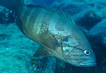Image result for "epinephelus Caninus". Size: 151 x 104. Source: www.inaturalist.org