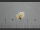 Afbeeldingsresultaten voor "limacina Retroversa". Grootte: 139 x 104. Bron: www.aphotomarine.com