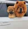 Image result for Chow Chows. Size: 100 x 104. Source: petpress.net