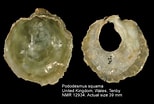 Afbeeldingsresultaten voor "pododesmus Squama". Grootte: 154 x 104. Bron: www.marinespecies.org