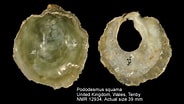 Image result for "pododesmus Squama". Size: 184 x 104. Source: www.marinespecies.org