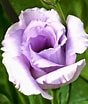 Image result for Lisianthus Flowers. Size: 88 x 104. Source: flowerhomes.blogspot.co.uk