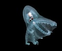 Image result for "amphitretus Pelagicus". Size: 126 x 104. Source: www.pinterest.com
