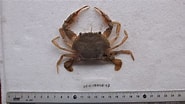 Image result for Charybdis Charybdis japonica Familie. Size: 185 x 104. Source: marinebiodiversity.org.bd