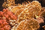 Image result for Fire corals. Size: 156 x 104. Source: www.scuba.com