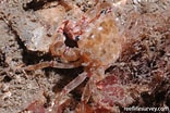 Image result for "peraclis Bispinosa". Size: 156 x 104. Source: reeflifesurvey.com